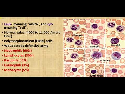 image-What is the role of leukocytes? 