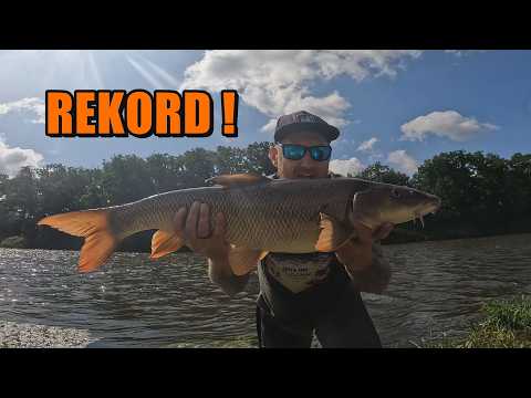 Warta River - Record-breaking barbel on spinning rod. No kidding here! Record broken! -