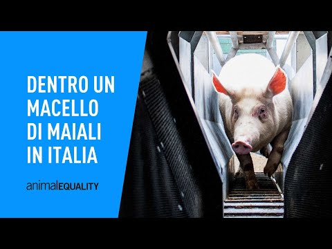 , title : 'Cosa succede in un macello di maiali in Italia | Inchiesta di Animal Equality'