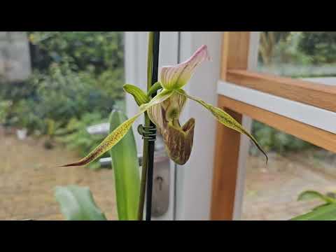 orchids in bloom June 2024