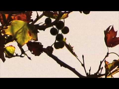 dil Withers - float.