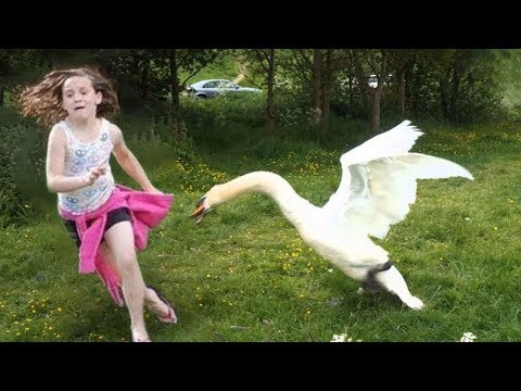 Hilarious Goose Trolling Children || Funny Babies and Pets
