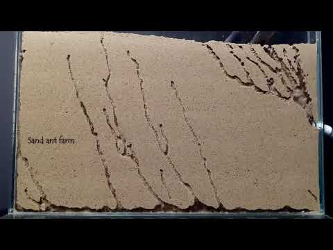 Time lapses Sand Ant Farm 🐜Tunnels