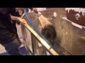 Self Serve Dog Wash Demonstration Evolution Dog Wash