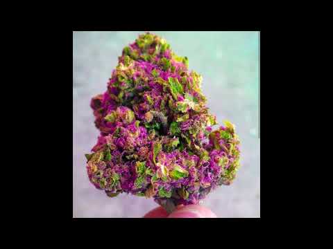 OBZ AFRICANO X DEVIL WHITE- FREESTYLE REMIX