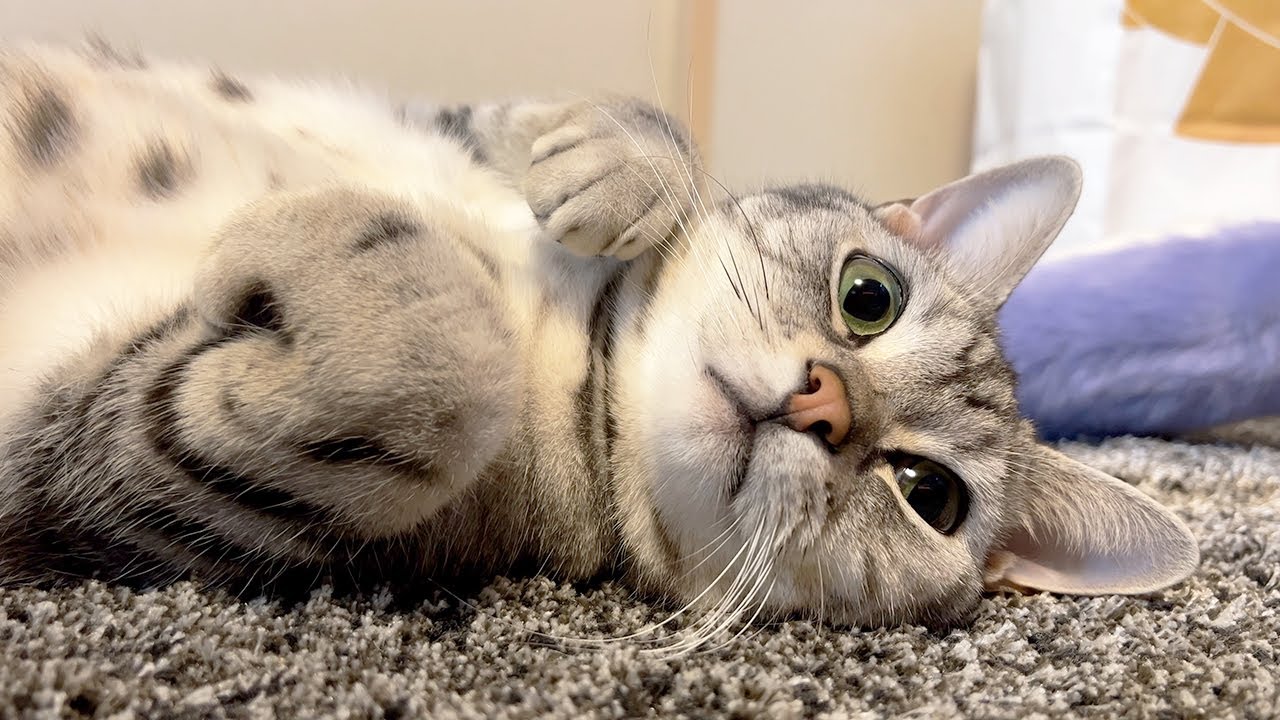 うちの猫の家冒険はまだまだこれからでした