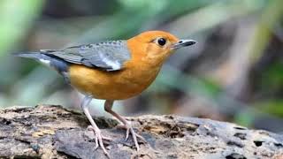 Download lagu suara pikat burung anis merah didalam hutan paling populer mp3