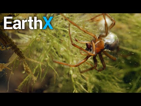 Meet The Spider You Don't Want to Know | Nature's Ultimate Survivors with The Blowfish | EarthX