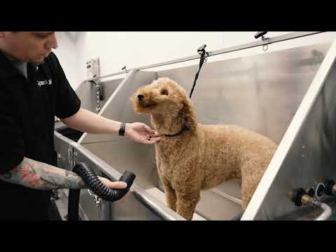 Not Your Average Dog Groomer | Sparkle Grooming Co.