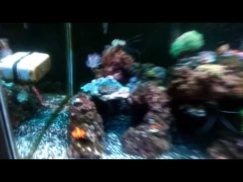 Medic by Polyp Lab day 20!