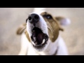 Dog Barking Ringtone Mp3