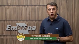 Show Safra 2018 • Convite Fernando Adegas • Pesquisador Embrapa/Londrina
