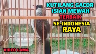 Download lagu VIDEO LAMA KUTILANG TERBAIK SE-INDONESIA RAYA || KUTILANG GACOR FULL ISIAN MEWAH!  mp3