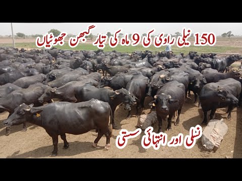 150 Nili Ravi Gabon Jotian Available ll Pehlan Jhotian ll Nili Ravi First Timer Buffaloes ll Katti