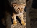 Attitude The Lion King Whatsapp Full Status