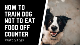 how to train dog not to eat food off counter
