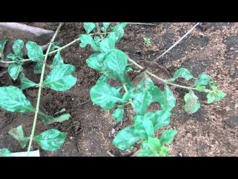 Nevla Jadi used by Mongoose against poisonous snake - Pankaj Oudhia's Ethnobotanical Surveys-1813