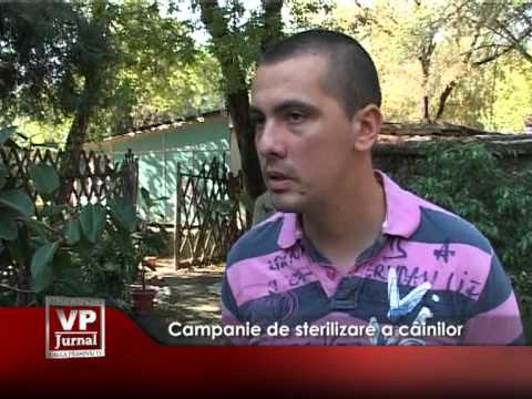 Campanie de sterilizare a câinilor