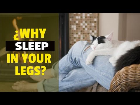 YouTube video about: Why do cats lay between your legs?