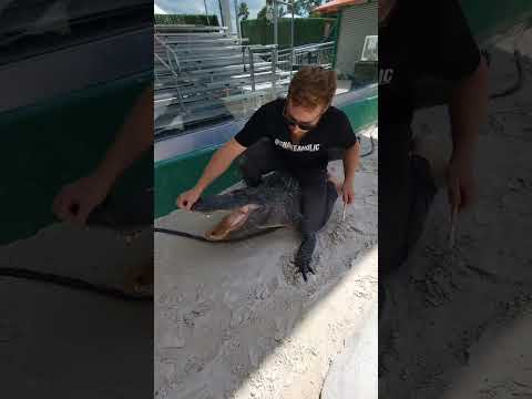 Kevin AKA Snakeaholic performing a little dental hygiene on Zeus down in the gator pit!