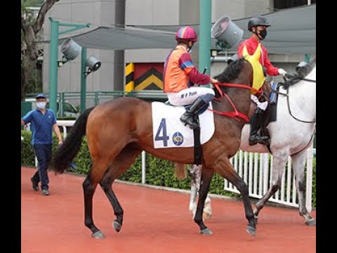 (GM賽馬) - 「連連歡呼」初出有冇權掃晒？近十年有咩馬可以克服咁高難度？ +真飛參考投注策略 (23/1/2022)