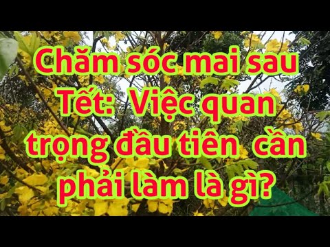 Chăm sóc hoa mai sau Tết: Việc quan trọng đầu tiên cần phải làm là gì?