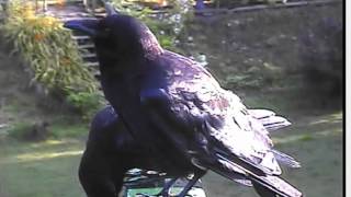 Mommy Crow just hanging out on the Chilliwack river camera