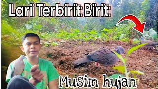 Download lagu DI KEJAR PIKAT LANGSUNG LARI‼️3 Laman di Musim Hujan @Memikatterkukur mp3