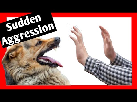 “Why is my dog SUDDENLY aggressive towards me?” – Dog Trainer Explains