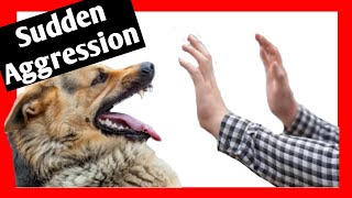 “Why is my dog SUDDENLY aggressive towards me?” – Dog Trainer Explains