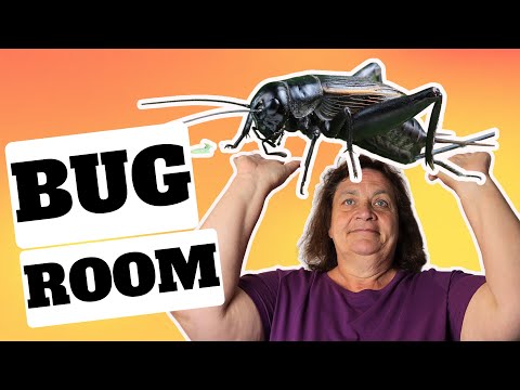 Producing THOUSANDS of Feeder Insects for our Reptiles