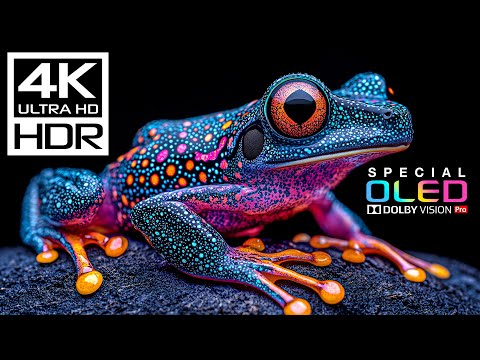 Stunning Rare Dolby Vision HDR 4K 60 FPS (8K/4K Video TV)