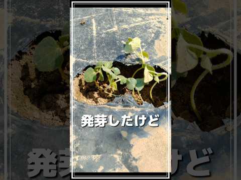 4月に観賞用の庭に何を蒔くか 家に植えるのに最も美しい花