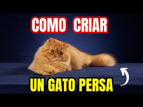 "How to Care for a Persian Kitten: Discover the Best Tips and Start Today!"