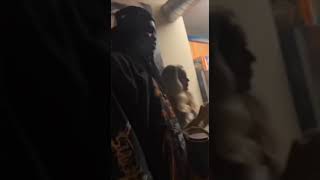 Chief Keef French Bulldog Puppy Is So Scared Of Him It Wont Stop Shaking