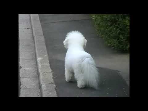 Channy auf Streife, Channy: der Schrecken der Strasse, Channy hat keine Hemmungen