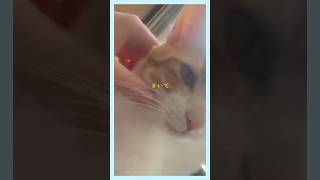 出来立てほやほやの新曲をみんなからもらった動画にのせてお届けします🐾 #seiza