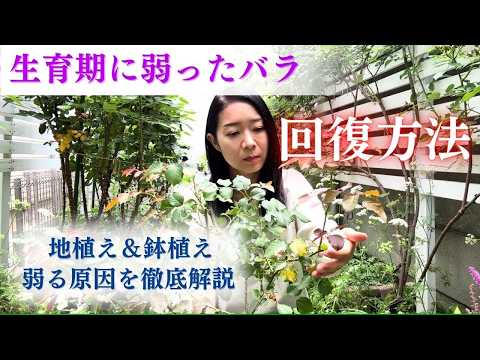 イバラを破壊するにはどうすればよいですか？イバラに対して塩をかけるのは「はい」ですか、「いいえ」ですか？永続的な結果を得るには何に賭けるべきでしょうか?  庭園