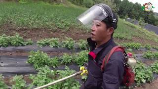 풀과의 전쟁(꿀벌, 장뇌삼)-농장의 위기, 여러분의 도움이 필요합니다.(War against grass)-귀…