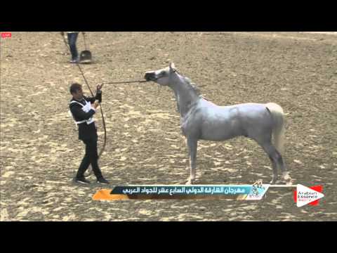 N.177 RAZI AL KHALEDIAH - Sharjah 2016 - Stallions Championship (Class 16)