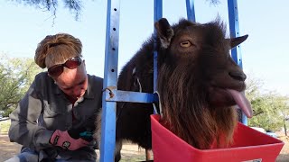 GETTING OUR BUCKS READY FOR BREEDING SEASON!