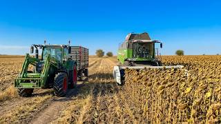 AYÇİÇEĞİ HASADI ve NAKLİYE OPERASYONU: TARLADAN SATIŞA | FENDT 6335C &