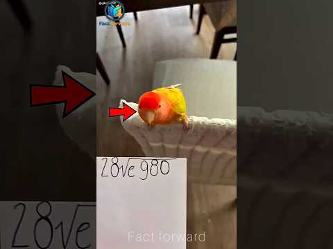 Cute Bird's Secret Note! 🦜❤️