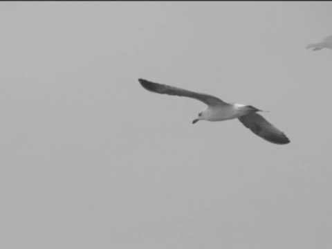 Savina Yannatou why little bird do you not sing