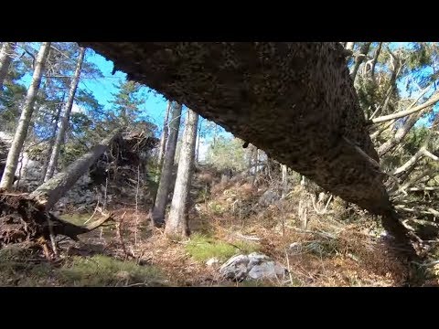 Storm-Damaged Forest in Croatia