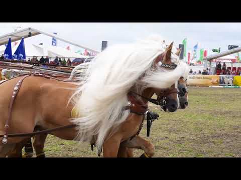 Lubers Haflinger-Quadriga auf der Tarmstedter Ausstellung 2018