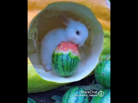 cute rabbit 🐇🐇