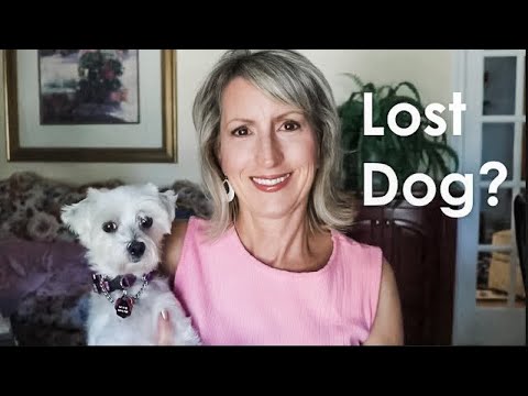 WHAT TO DO WHEN YOU FIND A LOST DOG!