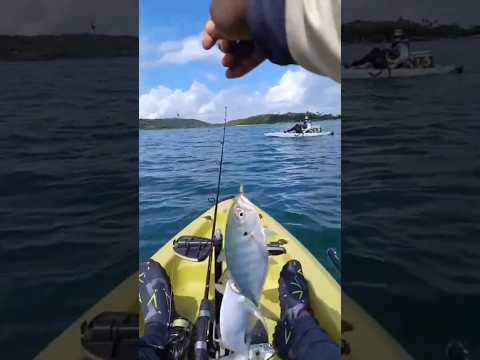PESCARIA EM MADRE DE DEUS: Robalo, Guaricema e Guarabuba no Equipamento Leve! 🎣