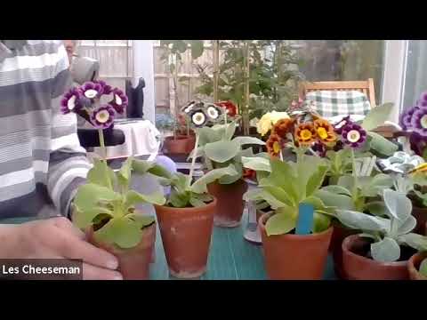 How to dress Auriculas for shows with Les & Jan Cheeseman